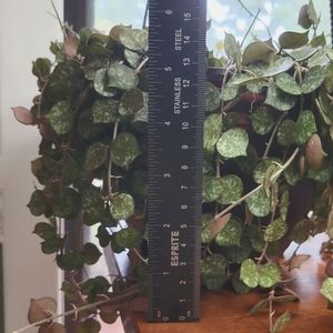 Hoya Curtisii Cuttings - Unrooted - 4 multi node cuttings